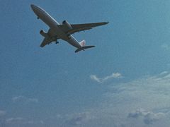 -空港花田景区