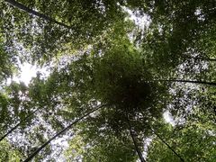 -上海佘山国家森林公园天马山园