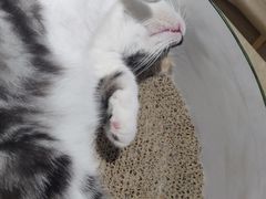 -藏猫猫咖啡主题馆(中央大道店)