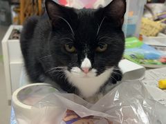 -纳吉亚猫专科动物医院·北北分院