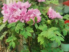 -武汉花鸟市场