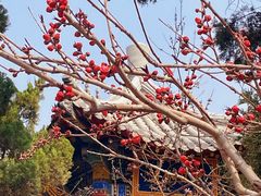 -桃花堤公园