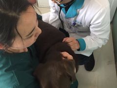 -利又安动物医院··老年病·猫科犬科·中兽医