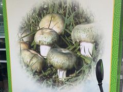 -江川野生菌火锅铜锅鱼(贵清火锅店)