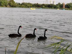 -昆山城市生态森林公园