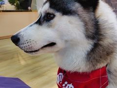 -Husky Go! 哈士奇体验馆·宠物咖啡厅狗咖