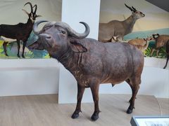 -陕西自然博物馆