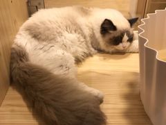 -屋虎猫馆(宝安大仟里店)