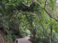 -东莞市大岭山森林公园