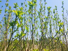 -贵阳市花溪国家城市湿地公园