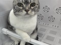 -爱洗澡的猫(望京店)