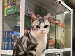 -Bastet sally猫舍购宠(静安店)