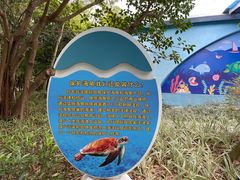-广东惠东海龟国家级自然保护区