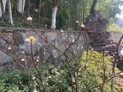 -菊花台公园