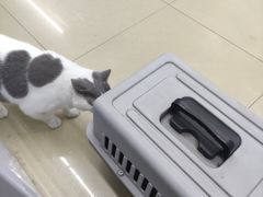 -瑞派动物医院·猫专科·至诚(江南中分院)