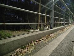 -武汉大学-樱园