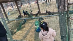 -上美四季动物农场