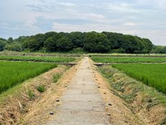 -八卦田遗址公园