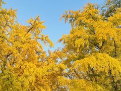 -三里屯东五街银杏大道