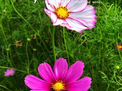 -洋湖国家湿地公园