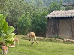 -泉州海丝野生动物世界
