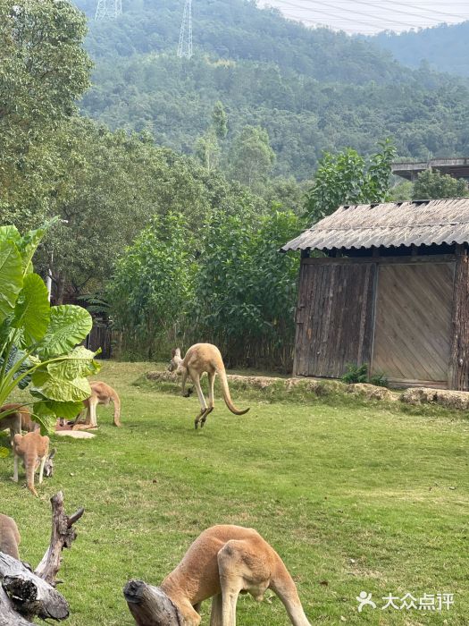 泉州海丝野生动物世界图片