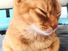 -猫小院猫主题咖啡厅(北锣店)