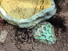 -酷以爬仙阁实体爬宠店·守宫·蜥蜴·专业繁育