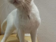 -猫色咖啡·猫咖