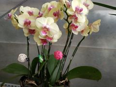 -金科花卉市场