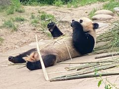 -都江堰中华大熊猫苑