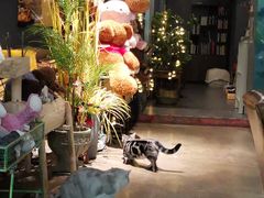 -咖法森林·咖啡  酒吧(天河店)