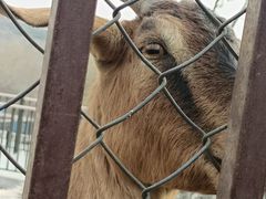 -石家庄市动物园