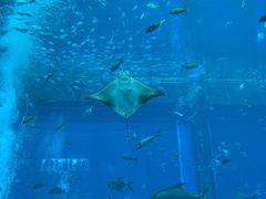 -瑞德姆美人鱼海底演艺主题餐厅(亚龙湾店)