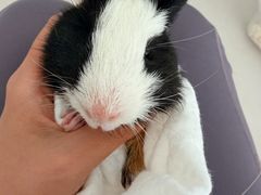 -瑞派·关忠动物医院·异宠专科·犬猫肿瘤·皮肤专科(望京店)