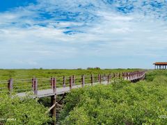 -北海金海湾红树林生态旅游区