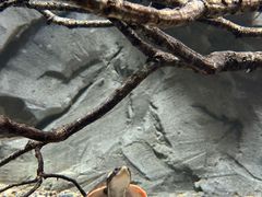 -帕帕拉兹宠物(亚洲旗舰店)