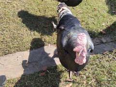 -前小桔亲子创意农场·草莓采摘·露营烧烤