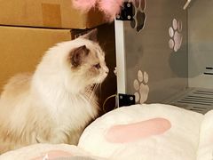 -猫咪派对(江南西店)