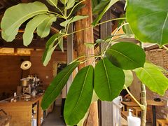 -VOYAGE COFFEE(北锣鼓巷店)