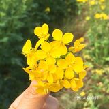 李子树全都开了，但是还不知道什么时候能出去