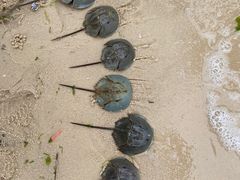 -北海金海湾红树林生态旅游区