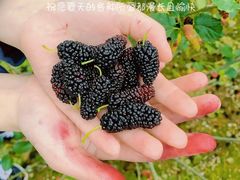 -御林古桑园