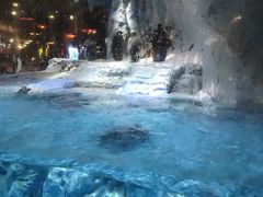 -帝企鹅自助餐厅•儿童岛•真企鹅(长隆企鹅酒店)