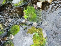 -雾灵西峰