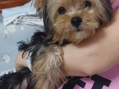 -宠爱国际动物医院· 猫科· 外科·中兽医(长白店)