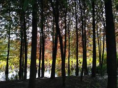 -昆山城市生态森林公园