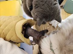-猫在这儿猫咪咖啡馆·撸猫馆