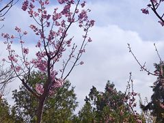 -红螺寺