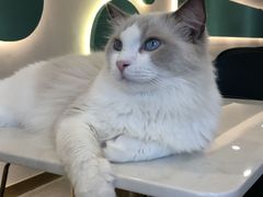 -飞行喵MR PILOT|猫舍·猫咖(静安大融城店)